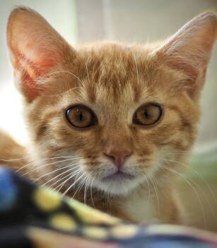 Mischief -  Domestic Short Hair Cat for Adoption in Buena Vista, Colorado - Mischief | PetCurious