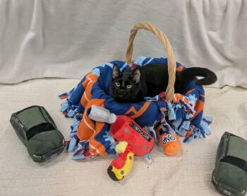 Diesel -  Domestic Short Hair Cat for Adoption in Pueblo, Colorado - Diesel | PetCurious