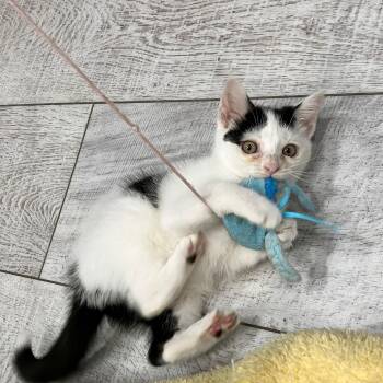 Camellia -  Domestic Short Hair Cat for Adoption in Mastic, New York - Camellia | PetCurious