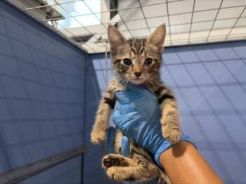 JULIE -  Domestic Short Hair Cat for Adoption in San Bernardino, California - JULIE | PetCurious