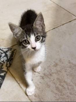 Mia -  Domestic Short Hair Cat for Adoption in Liverpool, Texas - Mia | PetCurious