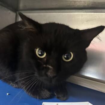 Marisol -  Domestic Short Hair Cat for Adoption in Austin, Texas - Marisol | PetCurious