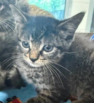 CRISPIX -  Domestic Short Hair Cat for Adoption in Baytown, Texas - CRISPIX | PetCurious