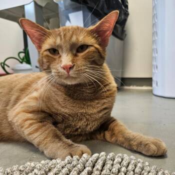 Dusty -  Domestic Short Hair Cat for Adoption in Barron, Wisconsin - Dusty | PetCurious