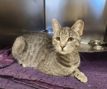 Cinderella -  Domestic Short Hair Cat for Adoption in Clayton, New Jersey - Cinderella | PetCurious