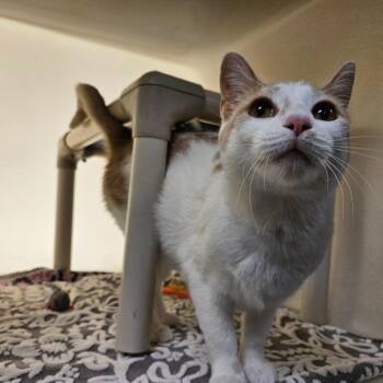 Lucy -  Domestic Short Hair Cat for Adoption in Harrisonburg, Virginia - Lucy | PetCurious