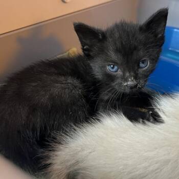 Tabitha -  Domestic Short Hair Cat for Adoption in Pauls Valley, Oklahoma - Tabitha | PetCurious
