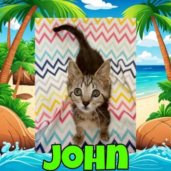 John -  Domestic Short Hair Cat for Adoption in Royse City, Texas - John | PetCurious