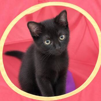 Harmony -  Domestic Short Hair Cat for Adoption in Lewisville, Texas - Harmony | PetCurious