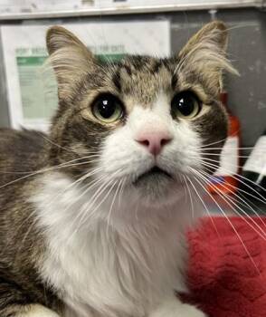 Thackery Binx -  Domestic Short Hair Cat for Adoption in Fort Worth, Texas - Thackery Binx | PetCurious