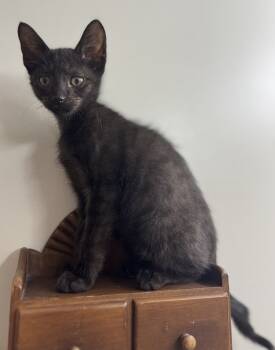 Rescue Domestic Short Hair Cats for Adoption in Randolph, Alabama - Dale Earnhardt | PetCurious