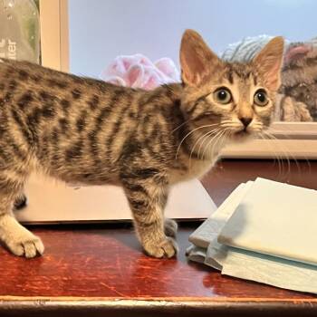 Domestic Short Hair Cats Available for Adoption - Cyclone | PetCurious