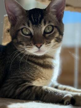 Domestic Short Hair Cats Available for Adoption - Calico Jack | PetCurious