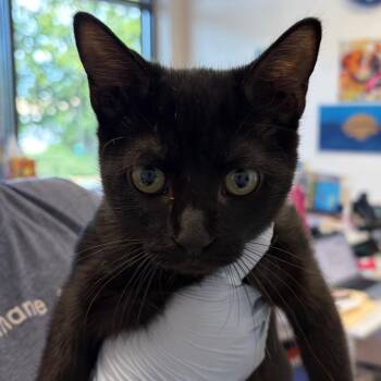Morgan -  Domestic Short Hair Cat for Adoption in Nashville, Tennessee - Morgan | PetCurious