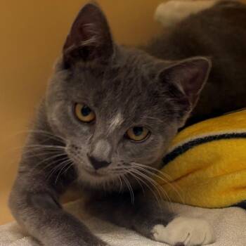 Audrey Horne -  Domestic Short Hair Cat for Adoption in East Hanover, New Jersey - Audrey Horne | PetCurious