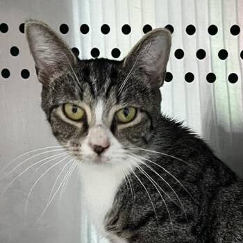 Smokey -  Domestic Short Hair Cat for Adoption in Baltimore, Maryland - Smokey | PetCurious