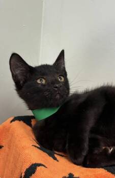 Chili -  Domestic Short Hair Cat for Adoption in Picayune, Mississippi - Chili | PetCurious