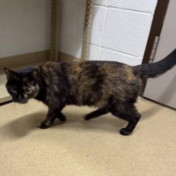 SATURDAY -  Domestic Short Hair Cat for Adoption in Derwood, Maryland - SATURDAY | PetCurious