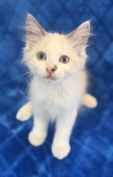 Hank -  Siamese and Manx Cat for Adoption in Lake Monroe, Florida - Hank | PetCurious