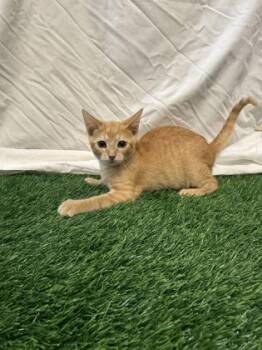Kowalski -  Domestic Short Hair Cat for Adoption in Covington, Louisiana - Kowalski | PetCurious