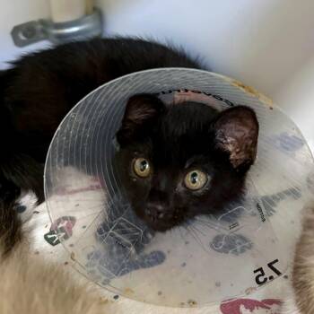 Ponderosa Pine -  Domestic Medium Hair and Domestic Short Hair Cat for Adoption in Woodinville, Washington - Ponderosa Pine | PetCurious