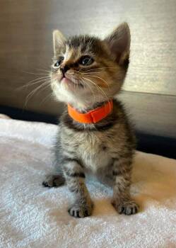 Princess Leia -  Tabby Cat for Adoption in Tulsa, Oklahoma - Princess Leia | PetCurious