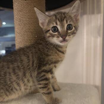 Dustin -  Domestic Short Hair Cat for Adoption in North Port, Florida - Dustin | PetCurious