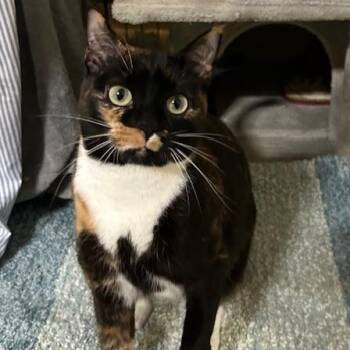 Domestic Short Hair Cats Available for Adoption in Pasadena, California - Penelope | PetCurious