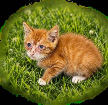 LIL MAN -  Domestic Short Hair Cat for Adoption - LIL MAN | PetCurious