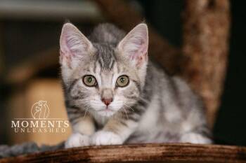 Liberty -  Domestic Short Hair Cat for Adoption - Liberty | PetCurious