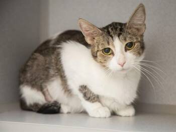 HOLLY -  Domestic Short Hair Cat for Adoption in Phoenix, Arizona - HOLLY | PetCurious