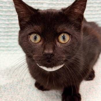 Arlo -  Domestic Short Hair Cat for Adoption in Honeoye, New York - Arlo | PetCurious