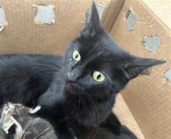FORTUNE -  Domestic Medium Hair Cat for Adoption in Dallas, Texas - FORTUNE | PetCurious