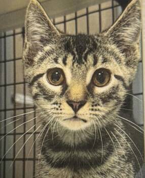 Carrot -  Domestic Short Hair Cat for Adoption in Fort Madison, Iowa - Carrot | PetCurious