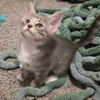 Spooky -  Domestic Short Hair Cat for Adoption in Gainesville, Georgia - Spooky | PetCurious