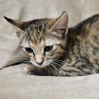 Vienna -  Domestic Short Hair Cat for Adoption in Brighton, Missouri - Vienna | PetCurious