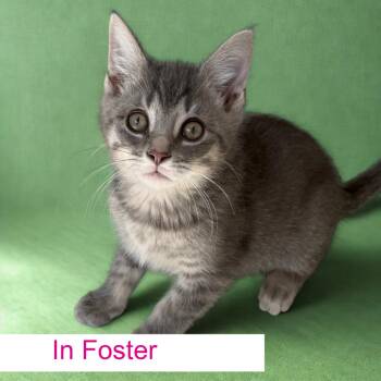 Domestic Short Hair Cats Available for Adoption in Chapel Hill, North Carolina - McFlurry | PetCurious