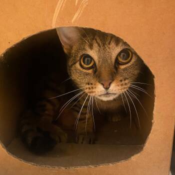 Rescue Domestic Short Hair Cats for Adoption in Lindon, Utah - Cosmo | PetCurious