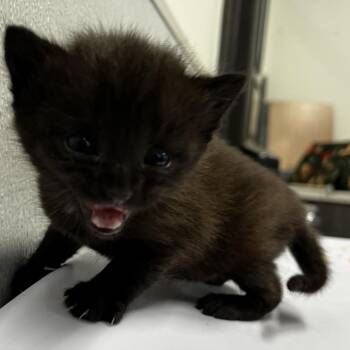 Nabi -  Domestic Short Hair Cat for Adoption in Clearwater, Florida - Nabi | PetCurious