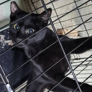 Bop (Barn Cat) -  Domestic Short Hair Cat for Adoption in Coos Bay, Oregon - Bop (Barn Cat) | PetCurious