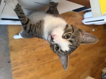 Buddy -  Domestic Short Hair Cat for Adoption in New York, New York - Buddy | PetCurious