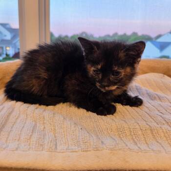 Velvet -  Tortoiseshell and Domestic Short Hair Cat for Adoption in Mastic, New York - Velvet | PetCurious
