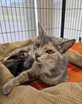 Scarlet -  Domestic Short Hair Cat for Adoption in Dickson, Tennessee - Scarlet | PetCurious