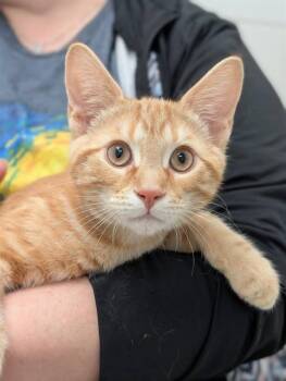 Domestic Short Hair Cats Available for Adoption in Canfield, Ohio - FRICK | PetCurious