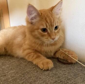 Atlas -  Domestic Medium Hair Cat for Adoption in Prescott, Arizona - Atlas | PetCurious