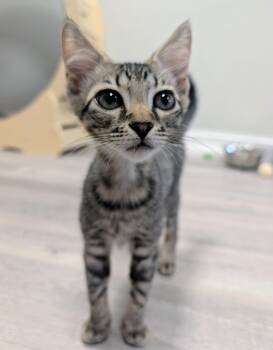 Domestic Short Hair Cats Available for Adoption in Palm Harbor, Florida - Kun | PetCurious