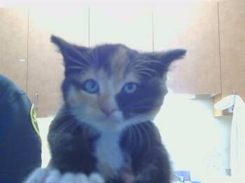DEJA -  Domestic Short Hair Cat for Adoption in Sacramento, California - DEJA | PetCurious