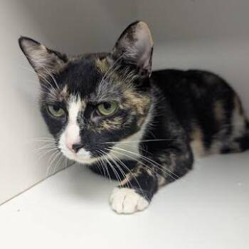 Domestic Short Hair Cats Available for Adoption in Jeffersonville, Indiana - Kimber | PetCurious