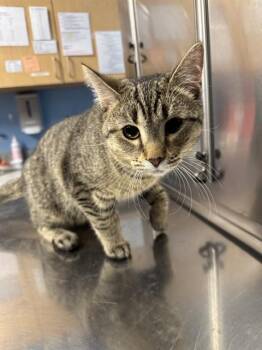 Domestic Short Hair Cats Available for Adoption in Minneapolis, Minnesota - JARED | PetCurious