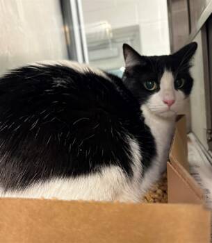 KIPPER -  Domestic Short Hair Cat for Adoption in Baytown, Texas - KIPPER | PetCurious